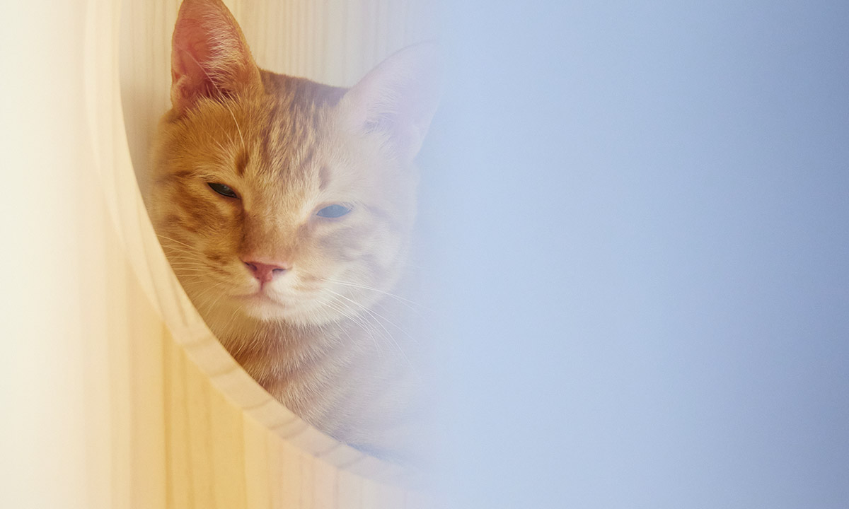 台中｜太平｜貓旅館｜舒適的貓咪